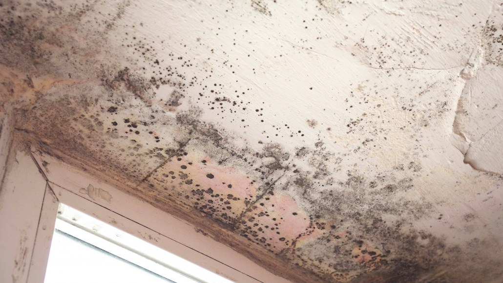 Mold on the attic ceiling