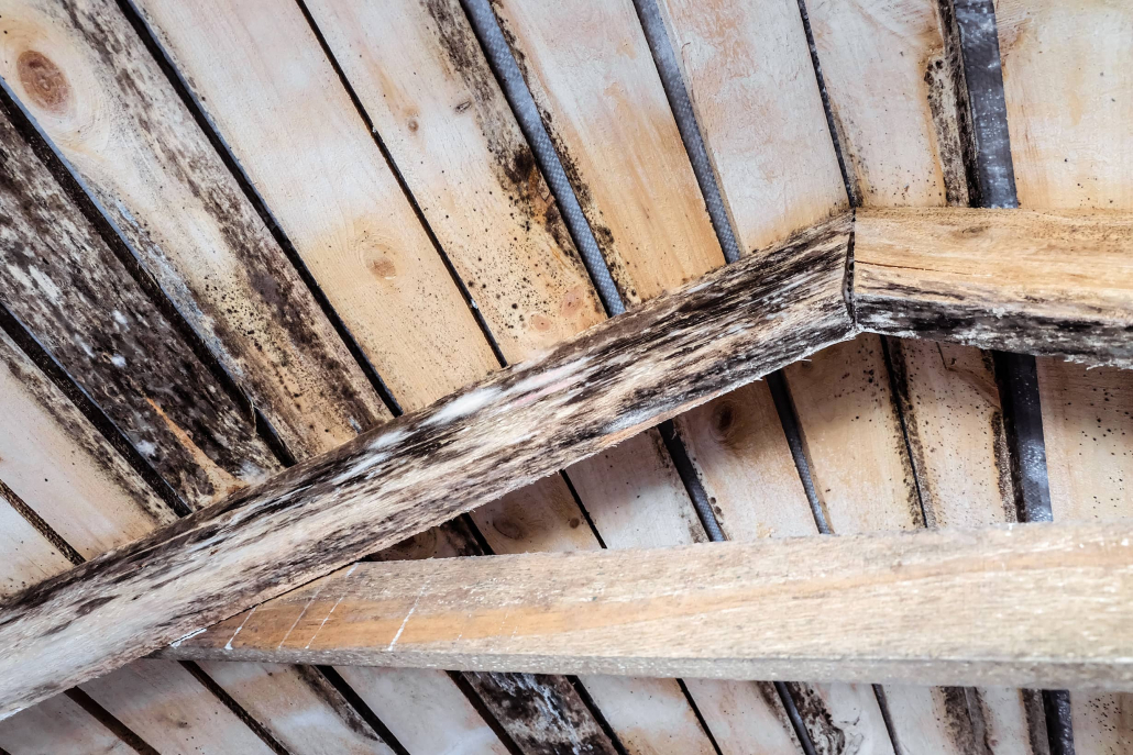 Mold on wood in the attic