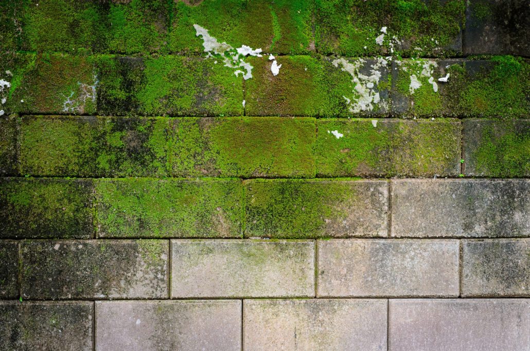 Brick Mold and Moss Removal: When Brick Becomes a Slip Hazard - NC